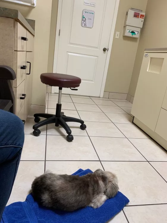 Williamsburg Veterinary Clinic, Florida, Orlando